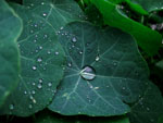 Waterdrops